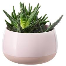 Succulent Pink Potted Plant With Pot Ikea Planting Succulents Succulents Succulent Pots