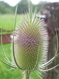 Image result for Dipsacus pinnatifidus