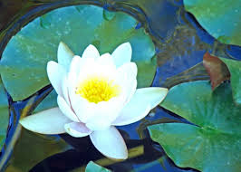 O investiție foarte necesară mai ales că aici a fost mutat poate cel mai celebru nufăr din românia, nufărul termal sau nymphaea lotus var. Crisana Baile Felix RezervaÈ›ia NaturalÄƒ Lacul Cu Nuferi Din BÄƒile Felix