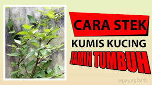 Wayang daun kumis kucing (orthosiphon stamineus) in 2oz (57g) bag. How M Chu Media Archives Sinensetin Pada Kumis Kucing