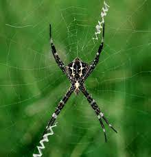 Manusia bercerita kisah rumah tangga, jiran tetangga. 8 Fakta Jaring Laba Laba Ternyata Tidak Selemah Yang Kamu Kira