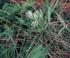Image result for Albuca sp. no. 1