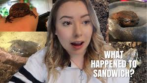 I GOT A NEW PET! Meet Sandwich