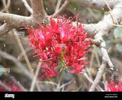 Image result for Schotia capitata