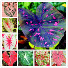 Free shipping for many products! 100pcs Rare Colorful Caladium Bonsai Plant Burnt Rose Jio Ying Elephant Ear Beautiful Bonsai Flower Potted Plants For Home Garde Buy At The Price Of 0 40 In Aliexpress Com Imall Com