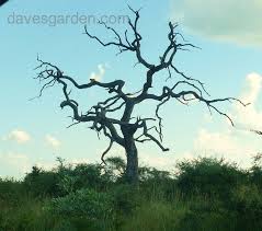 Image result for Combretum imberbe