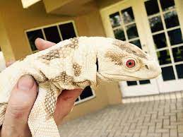 50 Reptiles Ideas Reptiles Tegu Reptiles And Amphibians