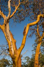「arbutus tree」の画像検索結果