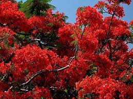 Red Flamboyant Trees Dominican Republic Santo Domingo Dominican Republic Dominican Republic Travel Dominican Republic