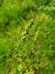 Image result for Carex spicato-paniculata