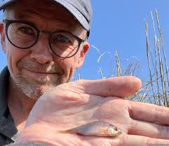 Hornfisk (Belone belone). hornfiskefiskeri, game fish, blink, silkekrog,  horn, garfish, Hornhechte, horngjel, näbbgädda, horngädda, fiskeri,  fangstrapporter, fiskekalender, lystfiskeri, fiskearter, artikler,  fiskevideoer, forum, danske mindstemål for ...