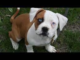 Since we aim to provide the best pictures, you'll find not only english and american bulldogs, but bulldog puppy pictures too! American Bulldog Puppies Jacksonville Fl Youtube