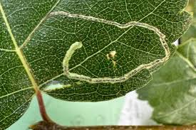Image result for Stigmella confusella