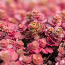 Image result for Sedum