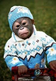 Baby Chimpanzee Dressed Up For Winter Cute Animals Cute Baby Monkey Cute Baby Animals