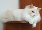 11 Cute Pictures of Ragdoll Cats - The Spruce Pets