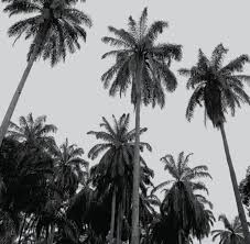 It requires only 0.26 hectares (about 0.6 acres) of land to produce one ton of oil. Celebrating 100 Years Of Malaysian Palm Oil Part 1