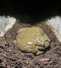 Image result for Pycreus africanus