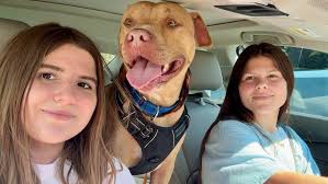 Guide dog visits the office today