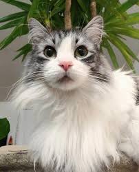 Throw back Thursday to Christmas because it's my favorite time of the year.  Mainly because the Christmas tree is up and I can lay