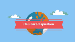 What are the 3 steps in cellular respiration. Cellular Respiration Steps Youtube