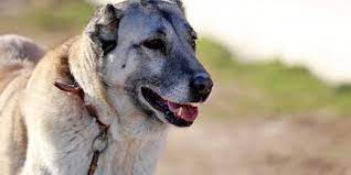 kangal kopegi isirir mi