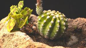 Let the top portion completely callous along the cut before potting in fresh. Domino Cactus Care Explained From Start To Finish Plantophiles
