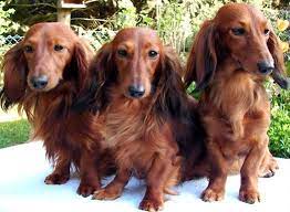 Their coat is soft and longer on the ears, chest, stomach and has some feathering on the tail and back of the legs. Long Haired Miniature Dachshund Long Haired Dachshunds Long Haired Miniature Dachshund Long Haired Dachshund Dachshund
