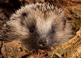 Image result for hedgehog