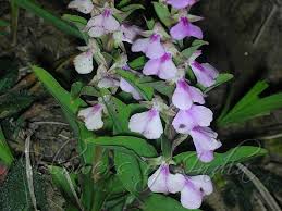 Image result for Brachycorythis