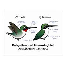 Ruby Throated Hummingbird Statistics Postcard Zazzle Com In 2021 Ruby Throated Hummingbird Hummingbird Humming Bird Feeders