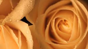 I know that god and his angels are there with you. Get Well Soon Prayer Messages For A Friend