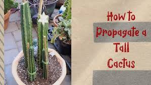 Image result for cactus cuttings