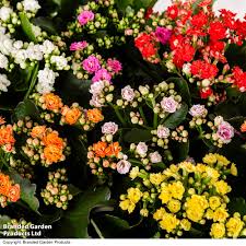 Image result for Kalanchoe rosalina