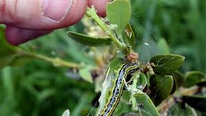 Comment lutter contre la pyrale du buis ? Pyrale Du Buis Le Casse Tete Continue Ladepeche Fr