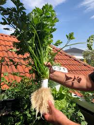 How to cut celery from garden. Hydroponic 2020 Hydroponics Self Supporting Balcony