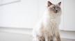 12 Most Popular Cat Breeds - The Spruce Pets