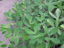 Check spelling or type a new query. Peanuts School High Tunnels