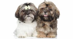 These fluffy shih tzu puppies are a good fit for families, gets along with other pets, and are affectionate. Shih Tzu Names 200 Great Ideas For Your New Fluffy Puppy
