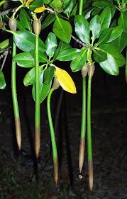 Image result for Rhizophora racemosa