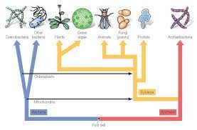 Evolution Of Cells Plasma Membrane Eukaryotic Cell Organelles