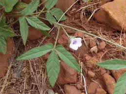 Image result for Ipomoea magnusiana