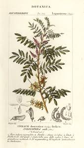 Image result for Indigofera lupatana