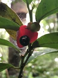 Image result for Heisteria