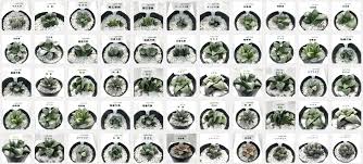 ハオルチア 多肉植物 観葉植物 仕入れ卸し販売専門店