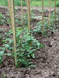 Certainly, grass clippings can perform a host of duties in the landscape, adding nutrients and keeping your yard waste bin empty. Feeding Your Garden Soil 12 Creative Ways To Use Your Fall Leaves