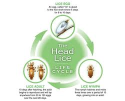 Image result for lice life cycle
