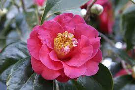 Camellia Japonica Common Camellia Japanese Camellia Or Tsubaki In Japanese Alabama
