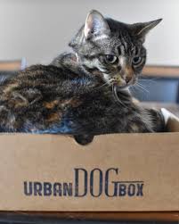 Monthly subscription box reviews from boxes like birchbox, glossybox, popsugar, and more. Review Giveaway Urban Dog Box Subscription Service Linda Hoang Food Travel Lifestyle Blog