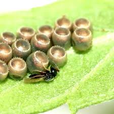 Image result for Ellipanthus madagascariensis